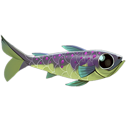 Enchanted Pupfish